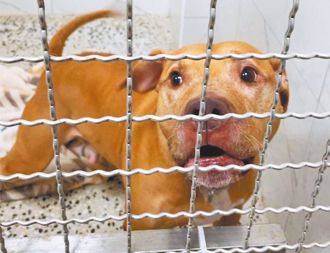 20萬罰鍰繳了！比特犬Lucky近況曝光 仍等待有緣人領養