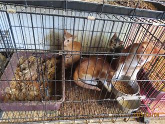 惡名昭彰！雲林虐貓男現身南投 租屋處再查獲34隻棄養貓