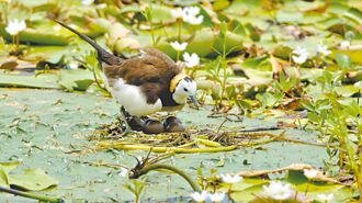 花蓮玉里 打造水雉保育棲地