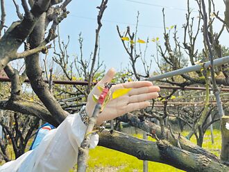 新北高接梨穗遇寒害 農損近30萬