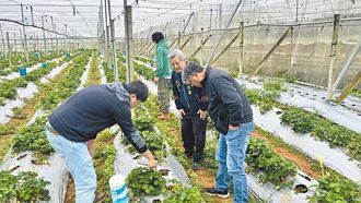 埔里草莓農爭取救助 勘災達標