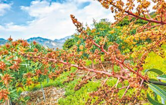 寒流又遇雨 芒果產量恐減半