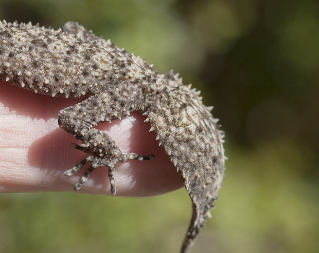 澳洲一名女子在自家泳池邊發現外型怪異的生物，照片曝光後引發討論。（示意圖：Shutterstock／達志）