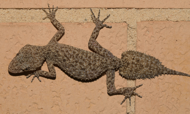 內行網友指出，女子看到的「外星生物」應該是南部葉尾壁虎的尾巴。（示意圖：Shutterstock／達志）