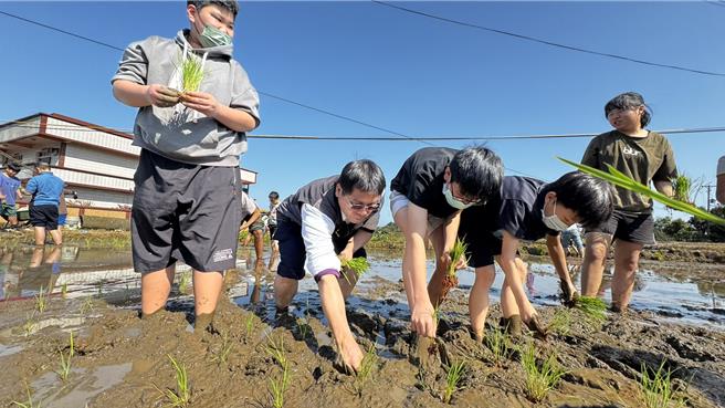 淡水农会联合屯山社区及屯山国小21日举办插秧体验活动。（张铠乙摄）