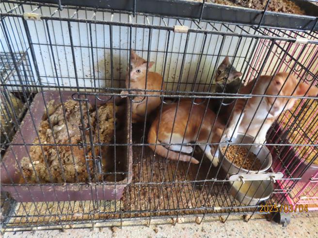 陈姓男子以每只5000元提供寄养猫，还假借救流浪猫名义募款，却将猫关在套房笼子里，一屋34只猫险恶死。（南投县政府提供／杨静茹南投传真）