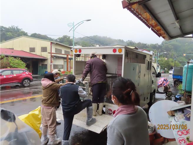 南投县家畜疾病防治所认为陈姓男子涉嫌虐猫，将34只猫运回安置。（南投县政府提供／杨静茹南投传真）