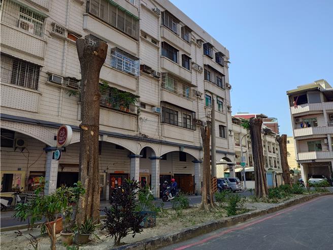 高雄市鼓山区一处社区私人土地黑板树，遭修剪成光头「铅笔树」，让部分居民哀号「凉爽遮荫处没了」。（任义宇摄）