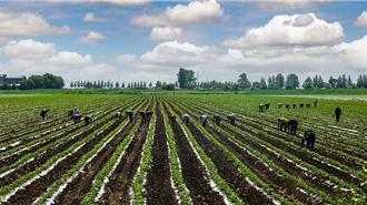 陸春播糧食3500多萬畝  完成意向面積與上年持平