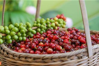 浓而不苦、香而不烈、略带果酸  云南咖啡为啥能代表中国