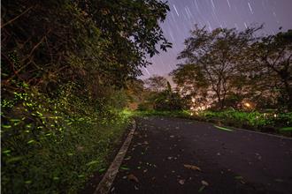 搭乘「火金姑賞螢專車」 夜訪花蓮鯉魚潭螢火蟲季