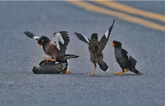 外來種八哥大亂鬥！4鳥霸占馬路「打群架」如黑道鬥毆