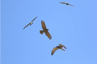 彰化八卦賞鷹季登場！灰面鵟鷹已現7千餘隻 本周大爆發