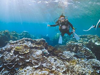 墾丁珊瑚覆蓋率下降 保育月首擴至高雄辦