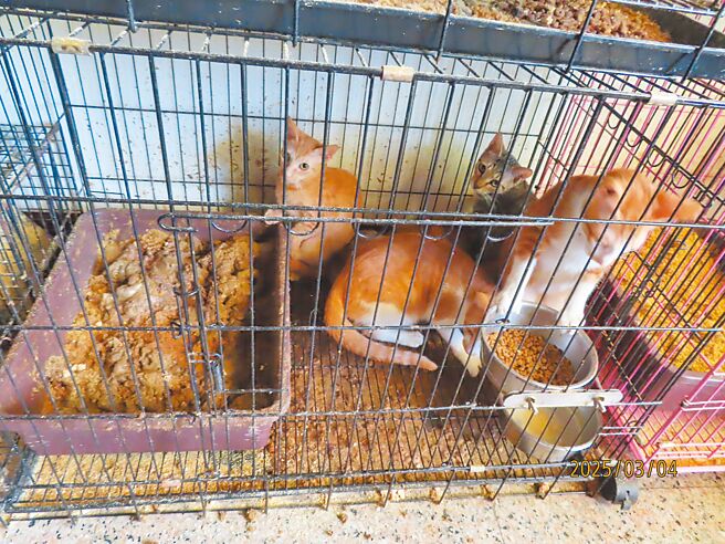 陳姓男子以每隻5000元提供寄養貓，還假借救流浪貓名義募款，卻將貓關在籠子裡，未定期餵養，一屋34隻貓險餓死。（南投縣政府提供／楊靜茹南投傳真）