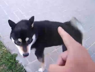 走失柴眉眼狂瞄落跑 爆发追逐大战警方险胜