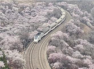 掃墓兼賞花？陸清明踏青熱潮來襲 賞花主題熱度上漲46％