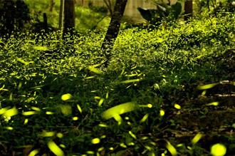 環教山泉盟、茶酒論「螢」雄 3／29點亮東勢螢火蟲季