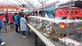 新北去年浪浪認養率95％ 連續4年全國第一