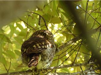 「大雪山賞鳥大賽」15周年 冠軍24小時記錄到102種鳥類