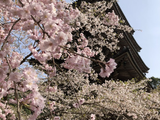 日本櫻花季開鑼！兩地拔得頭籌