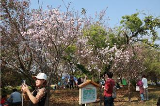 台北大學櫻花祭結合公益園遊會 今熱鬧登場