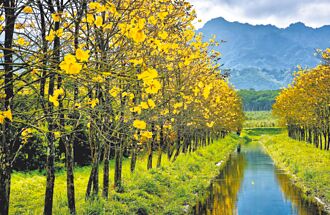 春花接力绽 饭店优惠迎宾