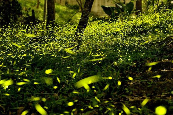 「環教盟」X「山泉盟」3／29齊聚東勢林場，攜手點亮螢火蟲季！圖／業者提供