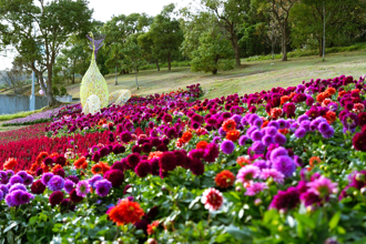 三層崎花海3／31結束 期待明年再相會