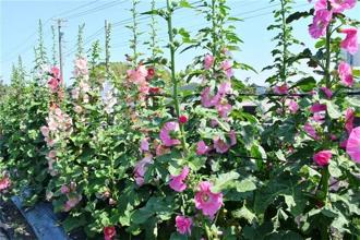 員林蜀葵花季3／29-4／20登場 萬株綻放迎賞花客