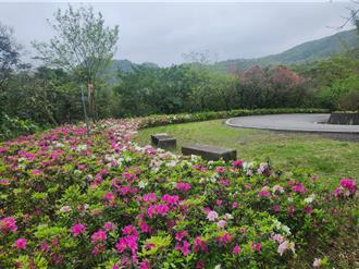賞杜鵑祕境 新北雙泰產業道路花開正盛