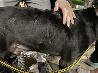蘆洲狗狗暴衝撲咬   兄妹受傷愛犬氣胸送醫