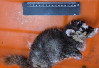 枋山再现咬人鼬獾！恒春半岛今年第3例狂犬病