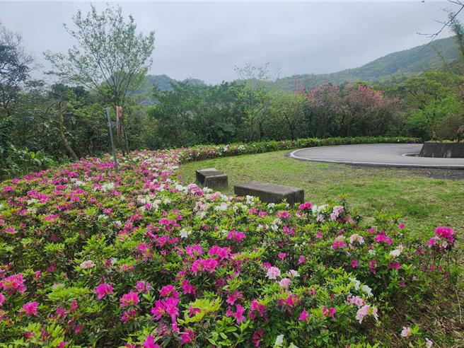 双溪双泰产业道路沿途红色、粉色、白色杜鹃花朵将平实的产业道路点缀得色彩缤纷。（新北市景观处提供）
