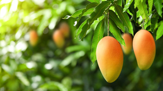 芒果樹掛「詭異娃娃」 工人湊近看 竟是20歲女屍