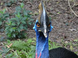 北巿動物園再傳憾事！高齡食火雞「東施」人道安樂死