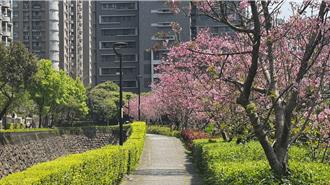 淡水北投子溪畔櫻花盛開 3.5公里步道成粉白花海