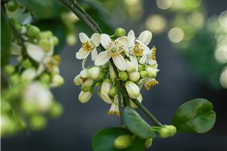 苗縣西湖柚花藝術節4／5登場 健行賞花體驗客庄風情