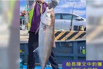 苗栗西海岸海釣旺季 海山漁港驚見20斤紅甘、17斤大鮸魚