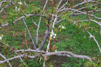 農災救助更簡便 天災數據達標即可申請補助免現勘