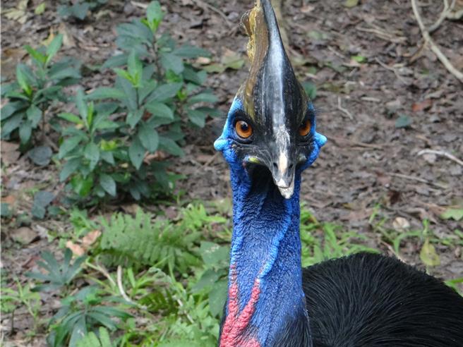 台北市立动物园食火鸡「东施」23日凌晨被发现已无反应，园方考量高龄且病况严重决定经人道安乐死，经初步病理解剖东施胰臟有病变，怀疑因此造成慢性的营养吸收不良，进一步影响到牠的健康。（台北市立动物园提供）