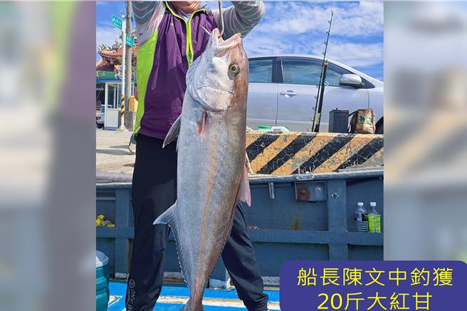 随着春季来临，海水温度逐渐回升，苗栗西海岸一带进入海钓旺季。船长陈文中钓获一尾重达20斤的红甘。（联合钓具提供／吕丽甄苗栗传真）