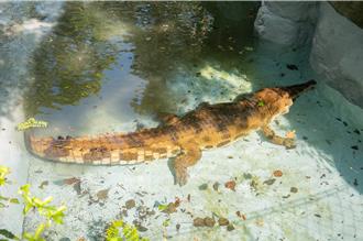 北市動物園馬來長吻鱷「酷龍」搬家了 回歸熱帶雨林區