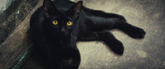 《喵的奇幻漂流》狂賣破2400萬！六週海報全公開、帶動黑貓領養潮掀話題