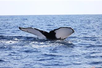 影》直擊大翅鯨群擊浪 單日最多4隻現身台東八仙洞沿岸 