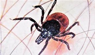 恙蟲病累計9例集中花東 疾管署籲清明掃墓嚴防蚊蟲叮咬