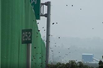 每分钟690只！国道3号封道让蝶 紫斑蝶壮丽北返吸睛