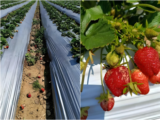 苗栗大湖草莓大面積落果腐敗 鄉長質疑與中火空汙落塵有關