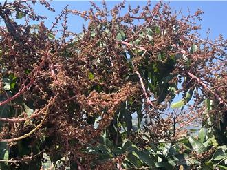 獨家》高雄桃源金煌芒果花全凍壞 產量大減 農友心碎盼政府援助