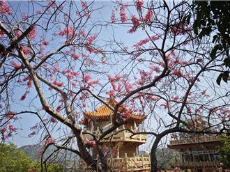 到台南赏粉红花海 南化宝光圣堂花旗木绽放